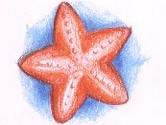 ontwerp zeester tattoo