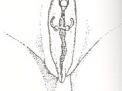 Inner Labia